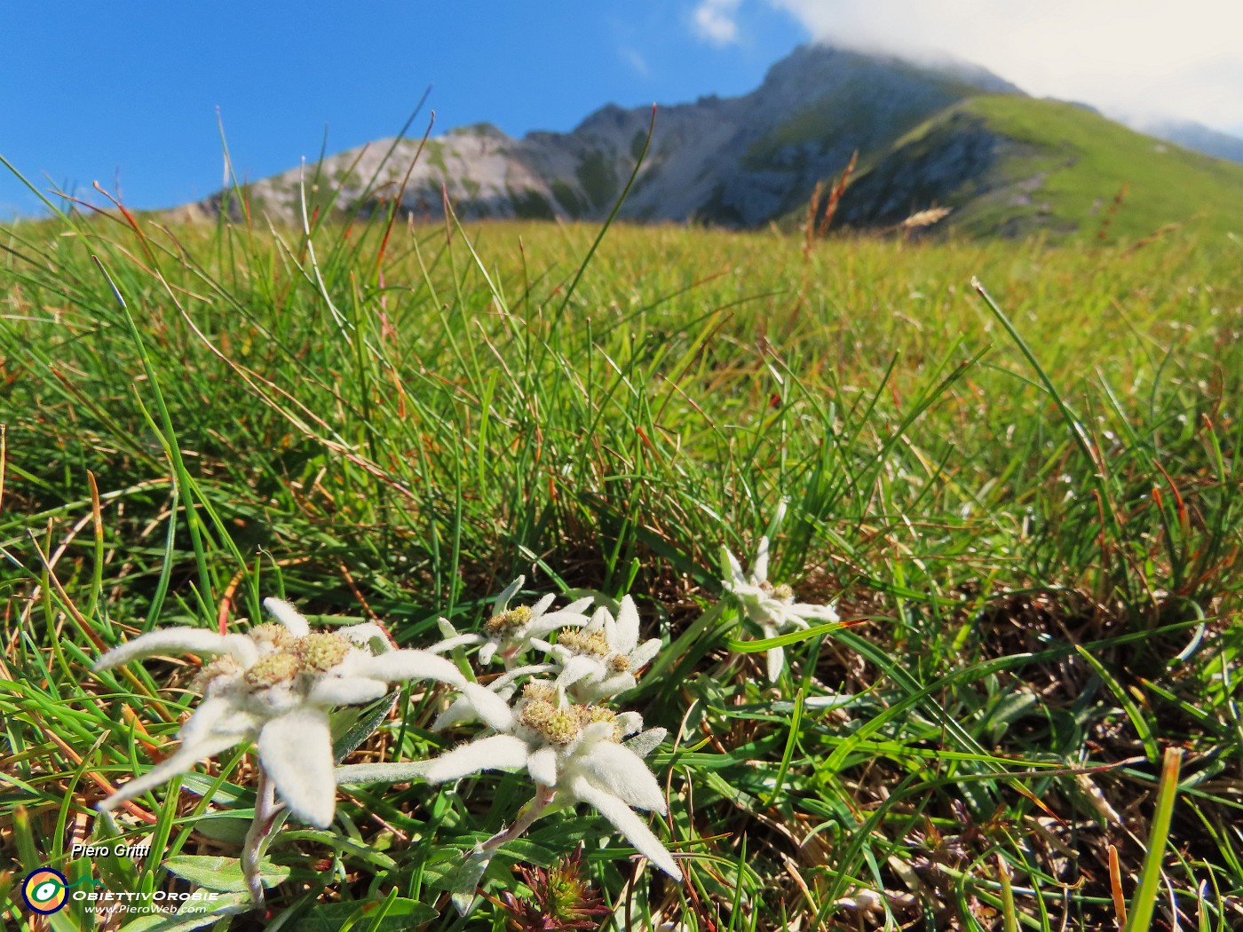 18 Leontopodium alpinum (Stella alpina).JPG